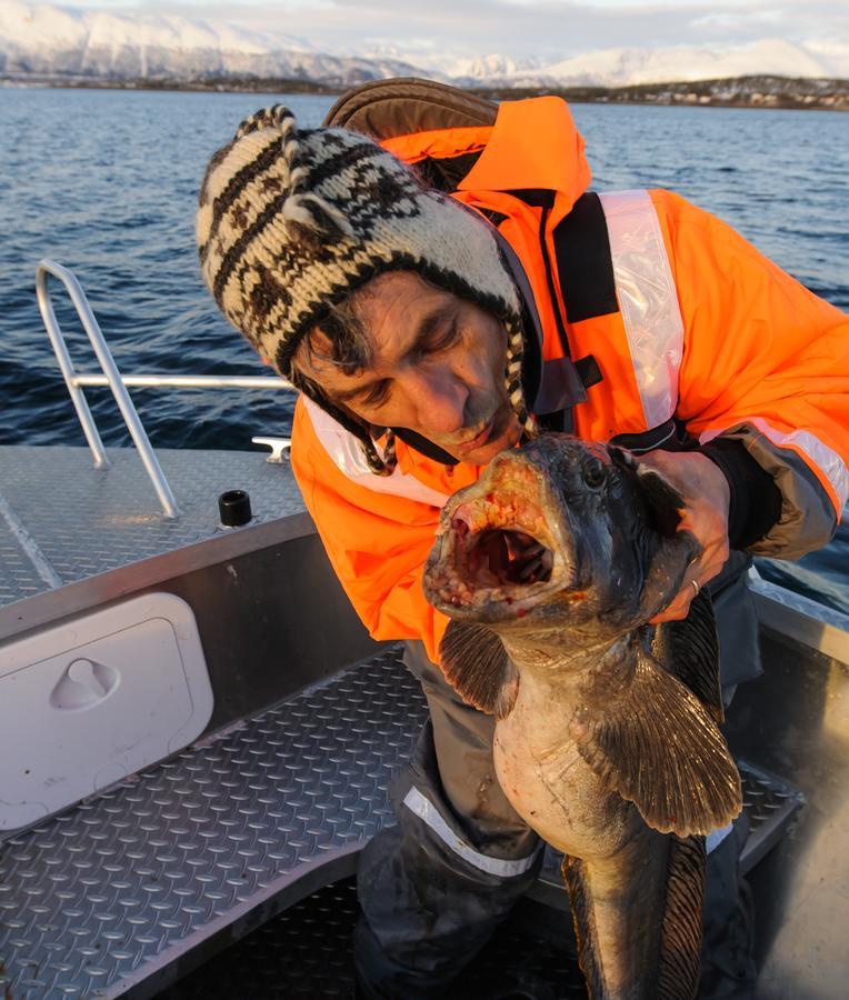 Vikran Vacation: Sea Fishing And Northern Lights Kültér fotó